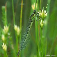Attēlu rezultāti vaicājumam “Ischnura pumilio”