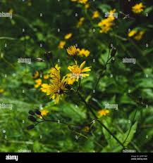 Attēlu rezultāti vaicājumam “Crepis paludosa flower”