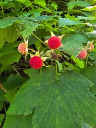 Attēlu rezultāti vaicājumam “Rubus parviflorus fruit”