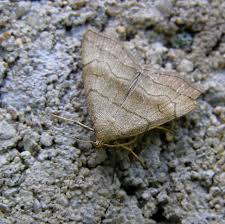 Attēlu rezultāti vaicājumam “Herminia tarsicrinalis”