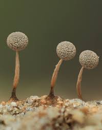 Attēlu rezultāti vaicājumam “Physarum sulphureum”