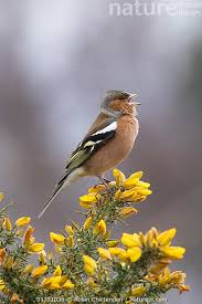 Attēlu rezultāti vaicājumam “Fringilla coelebs male”