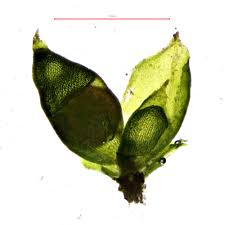 Attēlu rezultāti vaicājumam “Acaulon muticum”