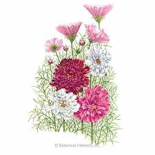 Image result for Cosmos bipinnatus `Double Click`