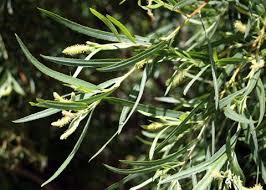 Attēlu rezultāti vaicājumam “Salix Vetrix”