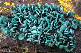 Attēlu rezultāti vaicājumam “Chlorociboria aeruginascens”