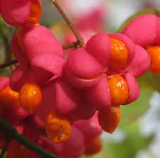 Attēlu rezultāti vaicājumam “Euonymus europaeus”