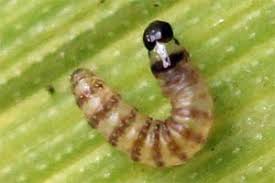 Attēlu rezultāti vaicājumam “Pediasia fascelinella”