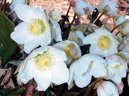 Attēlu rezultāti vaicājumam “Helleborus niger”