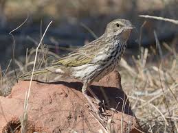 Attēlu rezultāti vaicājumam “Motacillidae”