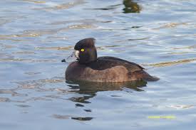 Attēlu rezultāti vaicājumam “Aythya fuligula”