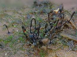 Attēlu rezultāti vaicājumam “Comatricha laxa stalked”