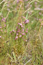 Attēlu rezultāti vaicājumam “Centaurium littorale flower”