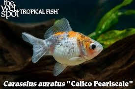 Attēlu rezultāti vaicājumam “Carassius auratus”