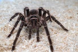 Image result for spider