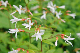 Attēlu rezultāti vaicājumam “Gillenia trifoliata flower”