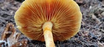 Attēlu rezultāti vaicājumam “Gymnopilus sapineus”