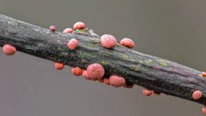 Attēlu rezultāti vaicājumam “Nectria cinnabarina”