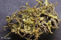 Attēlu rezultāti vaicājumam “Neckera pennata”