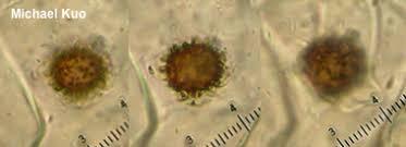 Attēlu rezultāti vaicājumam “Colloderma sp.”