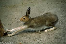 Attēlu rezultāti vaicājumam “Lepus timidus”