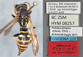 Attēlu rezultāti vaicājumam “Polistes nimpha”