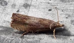 Attēlu rezultāti vaicājumam “Dichrorampha simpliciana”