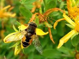 Attēlu rezultāti vaicājumam “Eristalis sp.”