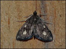 Attēlu rezultāti vaicājumam “Anania stachydalis”