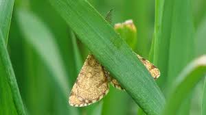 Attēlu rezultāti vaicājumam “Ematurga atomaria male”