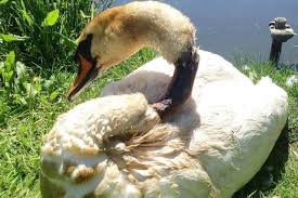 Image result for South Yorkshire Swans