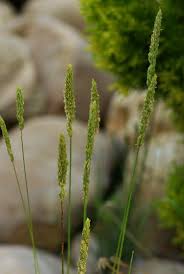 Attēlu rezultāti vaicājumam “Phleum phleoides”