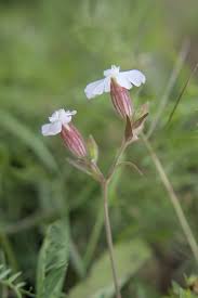 Attēlu rezultāti vaicājumam “Silene latifolia subsp. alba flower”