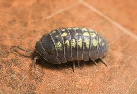 Attēlu rezultāti vaicājumam “Armadillidium pulchellum”