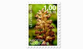 Attēlu rezultāti vaicājumam “Neottia nidus-avis”