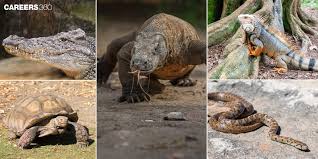 Attēlu rezultāti vaicājumam “Reptilia”