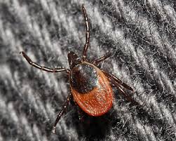 Attēlu rezultāti vaicājumam “Ixodes female”
