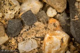 Attēlu rezultāti vaicājumam “Siphlonurus”