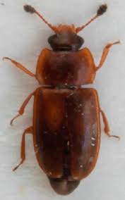 Attēlu rezultāti vaicājumam “Epuraea sp.”