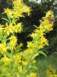 Image result for Solidago virgaurea