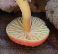 Attēlu rezultāti vaicājumam “Mucronella”