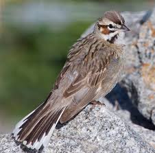 Image result for Chondestes grammacus