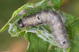Attēlu rezultāti vaicājumam “Clostera curtula”