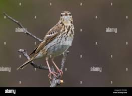 Attēlu rezultāti vaicājumam “Anthus trivialis adult”