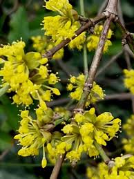 Attēlu rezultāti vaicājumam “Cornus mas”