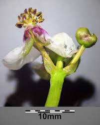 Attēlu rezultāti vaicājumam “Sagittaria sagittifolia flower”