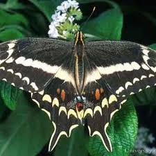 Attēlu rezultāti vaicājumam “Papilionidae”