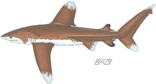 Image result for Carcharhinus longimanus