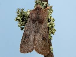 Attēlu rezultāti vaicājumam “Orthosia populeti”