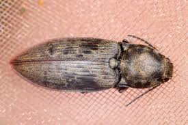 Attēlu rezultāti vaicājumam “Prosternon tessellatum”